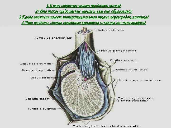 Строение яичка у мужчин фото