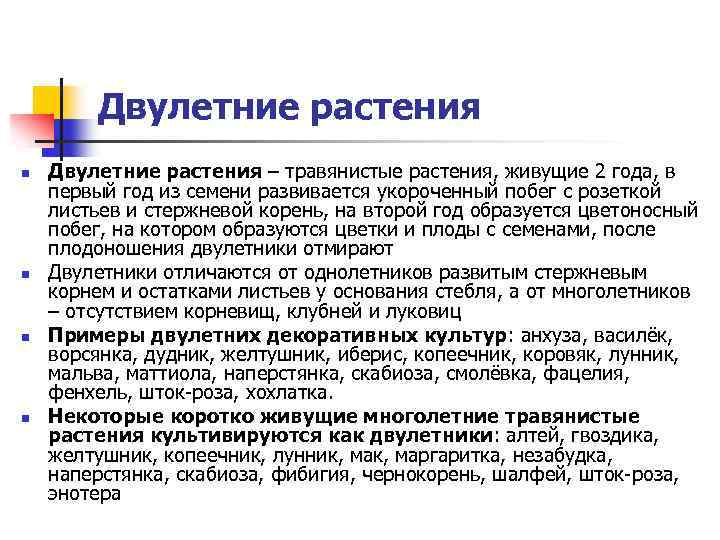 Двулетние растения n n Двулетние растения – травянистые растения, живущие 2 года, в первый