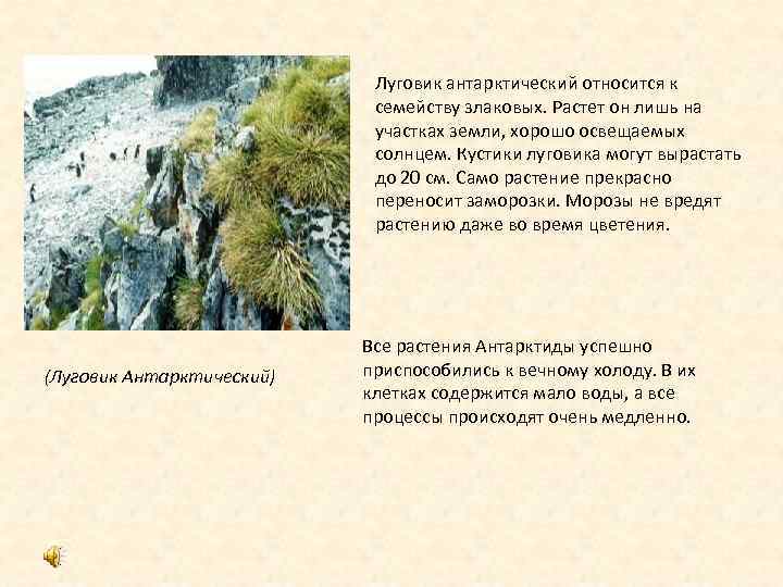 Луговик антарктический относится к семейству злаковых. Растет он лишь на участках земли, хорошо освещаемых