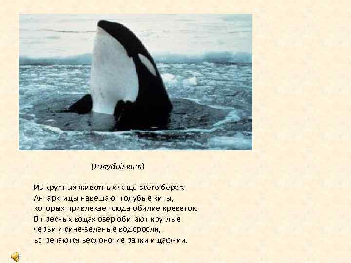 (Голубой кит) Из крупных животных чаще всего берега Антарктиды навещают голубые киты, которых привлекает