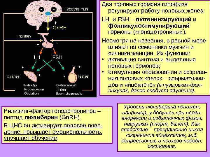Два тропных гормона гипофиза регулируют работу половых желез: LH и FSH – лютеинизирующий и