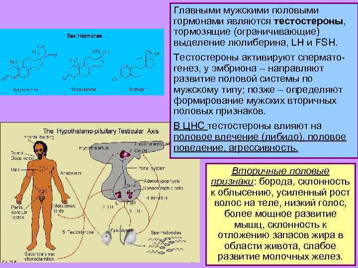 Главными мужскими половыми гормонами являются тестостероны, тормозящие (ограничивающие) выделение люлиберина, LН и FSH. Тестостероны