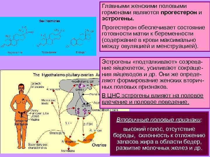 Главными женскими половыми гормонами являются прогестерон и эстрогены. Прогестерон обеспечивает состояние готовности матки к