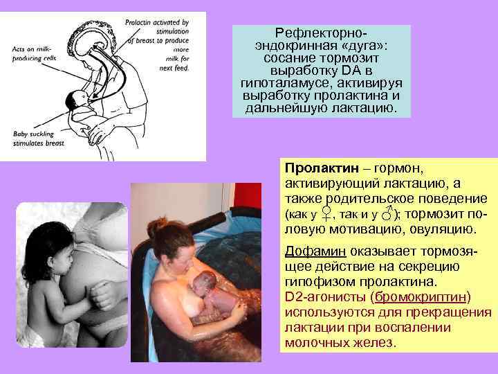 Рефлекторноэндокринная «дуга» : сосание тормозит выработку DA в гипоталамусе, активируя выработку пролактина и дальнейшую