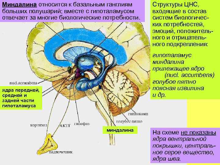 Базальные ганглии мозга. Ядра ретикулярной формации. Структура базальных ганглиев. Базальные ганглии больших полушарий. Строение головного мозга базальные ганглии.