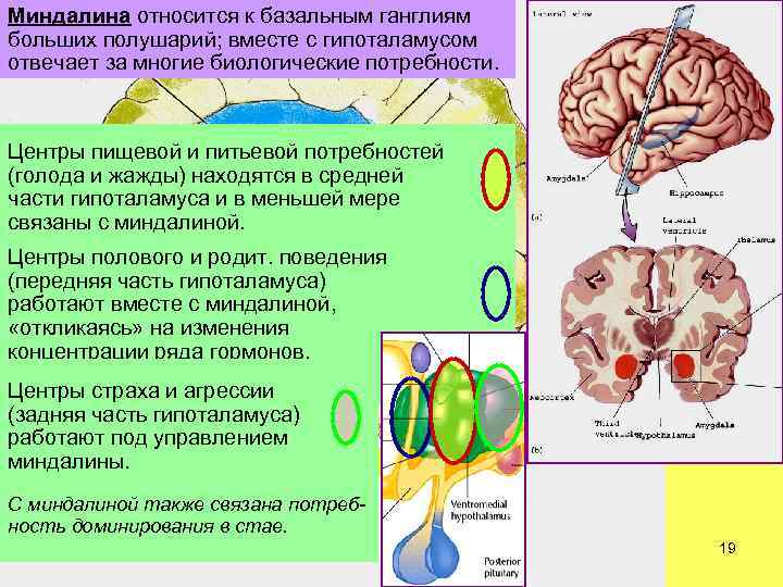 Базальные ганглии мозга. Центр жажды и голода находится в. Большие полушария головного мозга базальные ганглии. Схема расположения базальных ганглиев. К базальным ганглиям относятся.