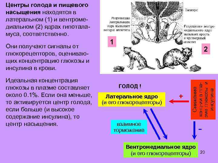 Какие механизмы виртуальной памяти используются в защищенном режиме работы микропроцессоров i80x86