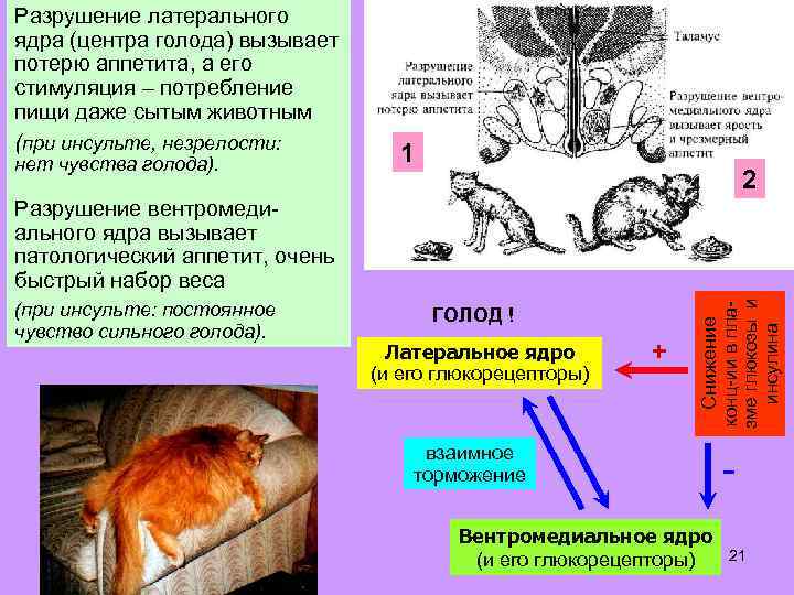 Разрушение латерального ядра (центра голода) вызывает потерю аппетита, а его стимуляция – потребление пищи
