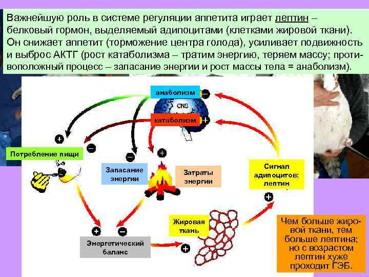 Запасание энергии у человека