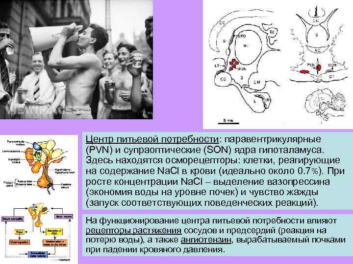 Центр питьевой потребности: паравентрикулярные (PVN) и супраоптические (SON) ядра гипоталамуса. Здесь находятся осморецепторы: клетки,