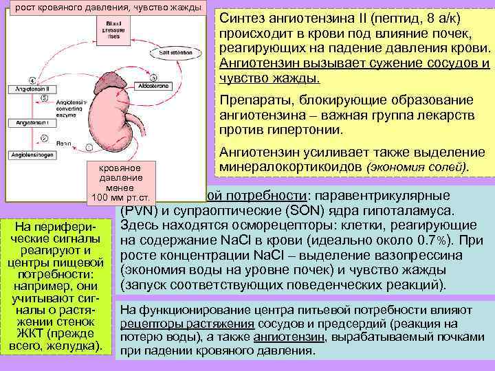 рост кровяного давления, чувство жажды Синтез ангиотензина II (пептид, 8 а/к) происходит в крови