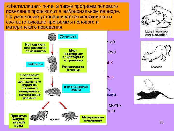  «Инсталляция» пола, а также программ полового Центры полового поведения происходит в эмбриональном периоде.