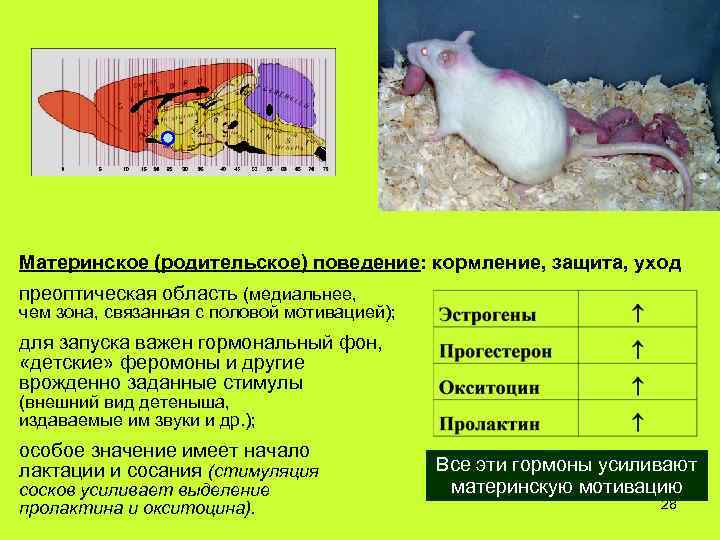 Материнское (родительское) поведение: кормление, защита, уход преоптическая область (медиальнее, чем зона, связанная с половой