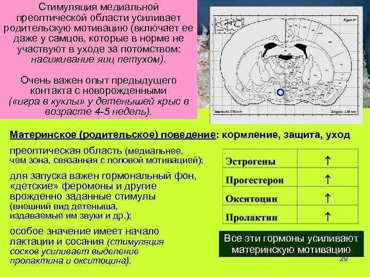 Стимуляция медиальной преоптической области усиливает родительскую мотивацию (включает ее даже у самцов, которые в