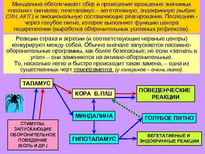 Миндалина обеспечивает сбор и проведение врожденно значимых «плохих» сигналов; гипоталамус – вегетативную, эндокринную (выброс