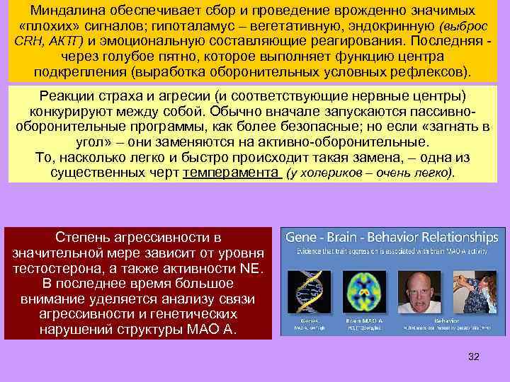 Миндалина обеспечивает сбор и проведение врожденно значимых «плохих» сигналов; гипоталамус – вегетативную, эндокринную (выброс