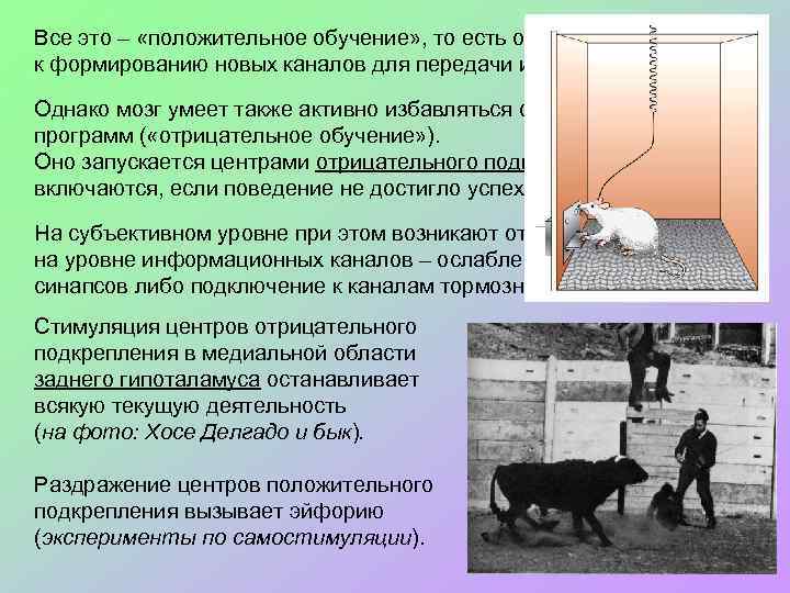 Все это – «положительное обучение» , то есть обучение, приводящее к формированию новых каналов