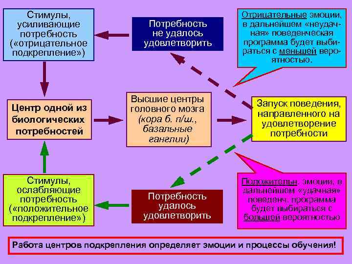 Стимулы, усиливающие потребность ( «отрицательное подкрепление» ) Центр одной из биологических потребностей Стимулы, ослабляющие