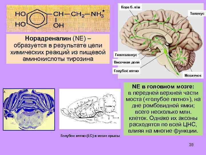 Кора б. п/ш Таламус Норадреналин (NE) – образуется в результате цепи химических реакций из
