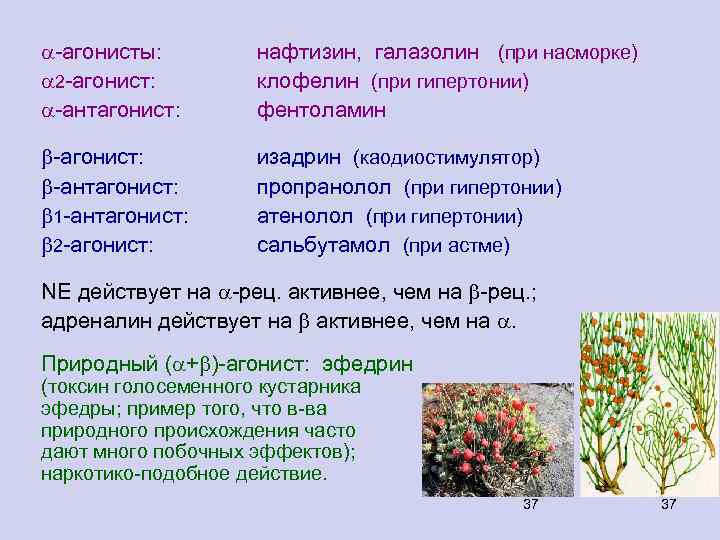  -агонисты: 2 -агонист: -антагонист: нафтизин, галазолин (при насморке) клофелин (при гипертонии) фентоламин -агонист: