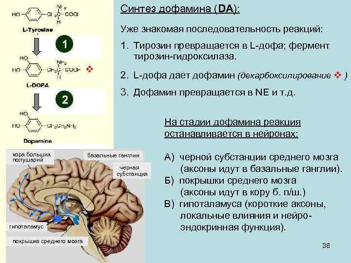 Синтез дофамина (DA): Уже знакомая последовательность реакций: 1 1. Тирозин превращается в L-дофа; фермент