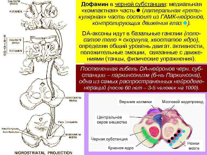 Дофамин в черной субстанции: медиальная «компактная» часть (латеральная «ретикулярная» часть состоит из ГАМК-нейронов, контролирующих