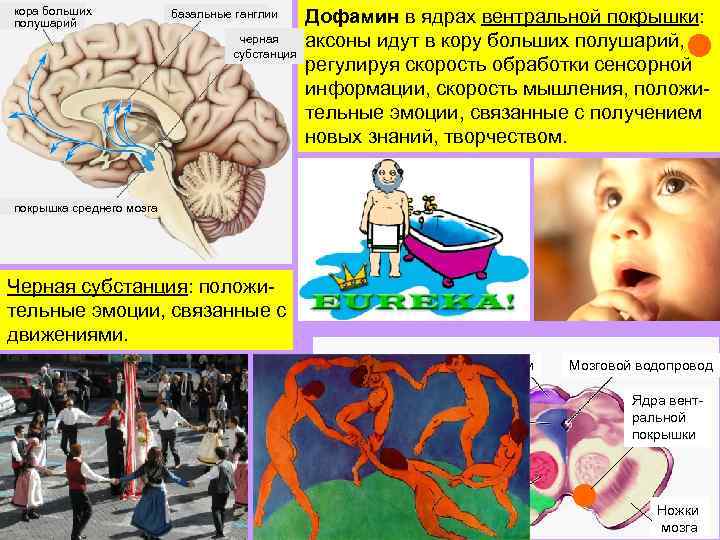 кора больших полушарий базальные ганглии черная субстанция Дофамин в ядрах вентральной покрышки: аксоны идут