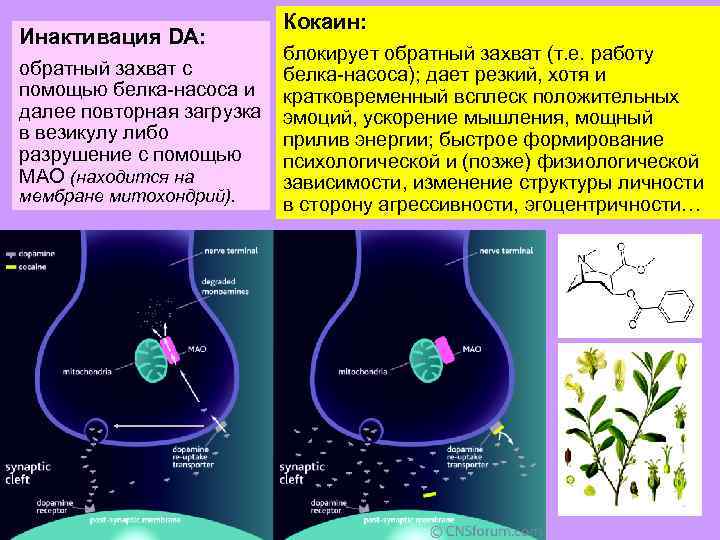 Инактивация DA: обратный захват с помощью белка-насоса и далее повторная загрузка в везикулу либо