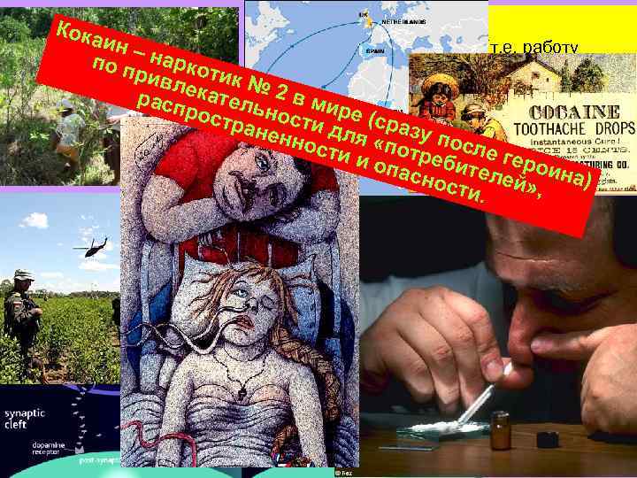 Кока Инактивация DA: и Кокаин: н–н блокирует обратный захват (т. е. работу обратный захват