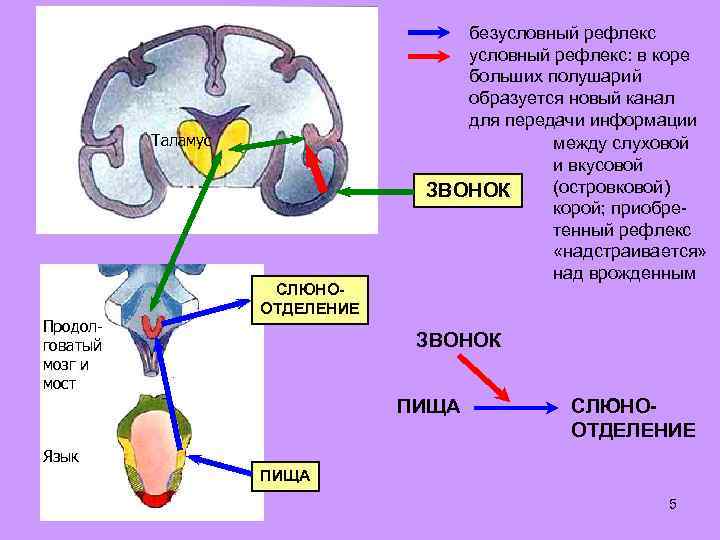 Таламус Продолговатый мозг и мост СЛЮНООТДЕЛЕНИЕ безусловный рефлекс: в коре больших полушарий образуется новый