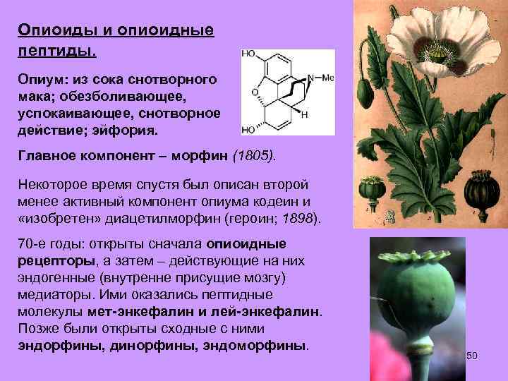Опиоиды и опиоидные пептиды. Опиум: из сока снотворного мака; обезболивающее, успокаивающее, снотворное действие; эйфория.
