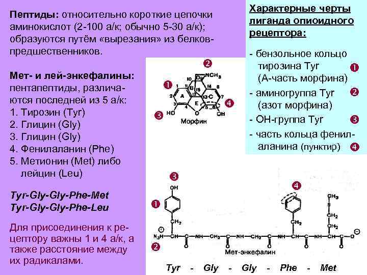 Цепочка аминокислот