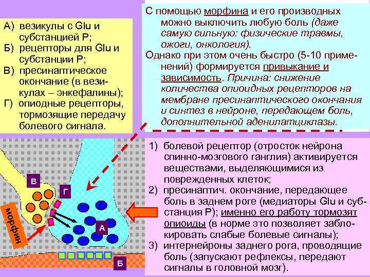 А) везикулы с Glu и субстанцией Р; Б) рецепторы для Glu и субстанции Р;
