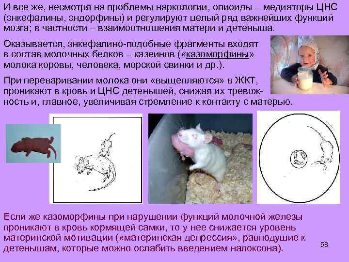 И все же, несмотря на проблемы наркологии, опиоиды – медиаторы ЦНС (энкефалины, эндорфины) и