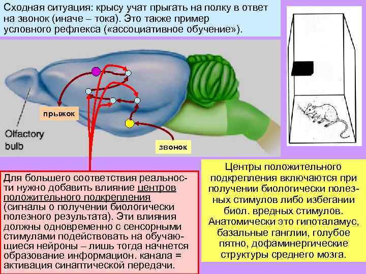 Сходная ситуация: крысу учат прыгать на полку в ответ на звонок (иначе – тока).