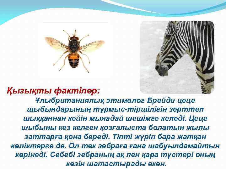 Қызықты фактілер: Ұлыбританиялық этимолог Брейди цеце шыбындарының тұрмыс-тіршілігін зерттеп шыққаннан кейін мынадай шешімге келеді.