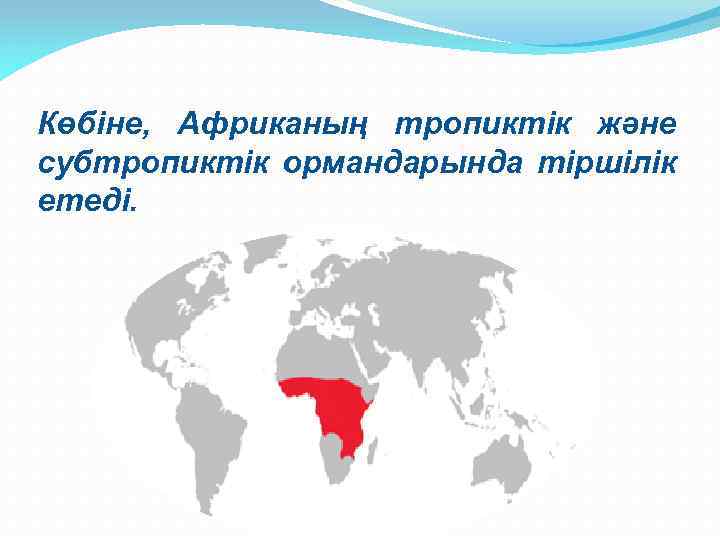 Көбіне, Африканың тропиктік және субтропиктік ормандарында тіршілік етеді. 