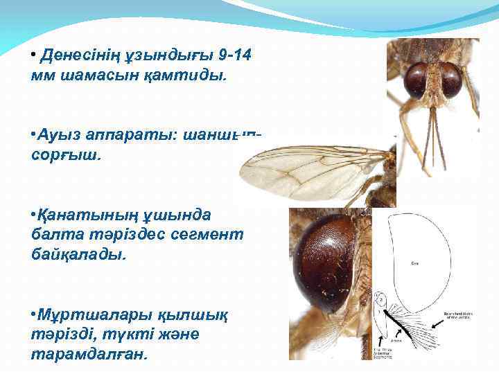  • Денесінің ұзындығы 9 -14 мм шамасын қамтиды. • Ауыз аппараты: шаншып- сорғыш.
