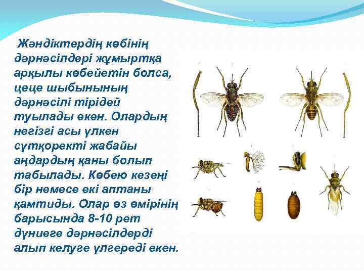  Жәндіктердің көбінің дәрнәсілдері жұмыртқа арқылы көбейетін болса, цеце шыбынының дәрнәсілі тірідей туылады екен.