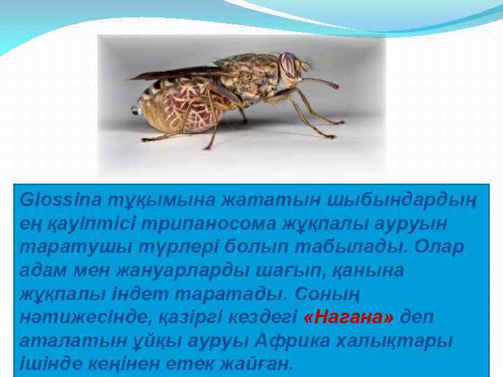Glossina тұқымына жататын шыбындардың ең қауіптісі трипаносома жұқпалы ауруын таратушы түрлері болып табылады. Олар