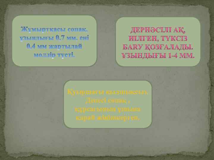 Қуыршағы қылшықсыз. Денесі сопақ , құрсағының ұшына қарай жіңішкерген. 