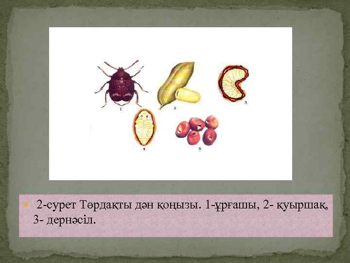  2 -сурет Төрдақты дән қоңызы. 1 -ұрғашы, 2 - қуыршақ, 3 - дернәсіл.