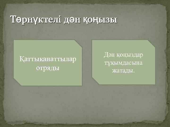 Төрнүктелі дән қоңызы Қаттықанаттылар отряды Дән қоңыздар тұқымдасына жатады. 