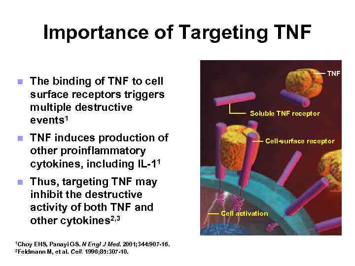 Importance of Targeting TNF n The binding of TNF to cell surface receptors triggers