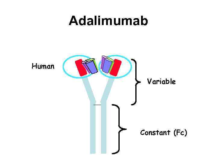 Adalimumab Human Variable Constant (Fc) 