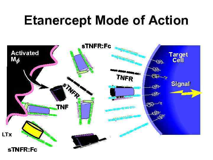 Etanercept Mode of Action s. TNFR: Fc Activated Mf Target Cell s. T NF