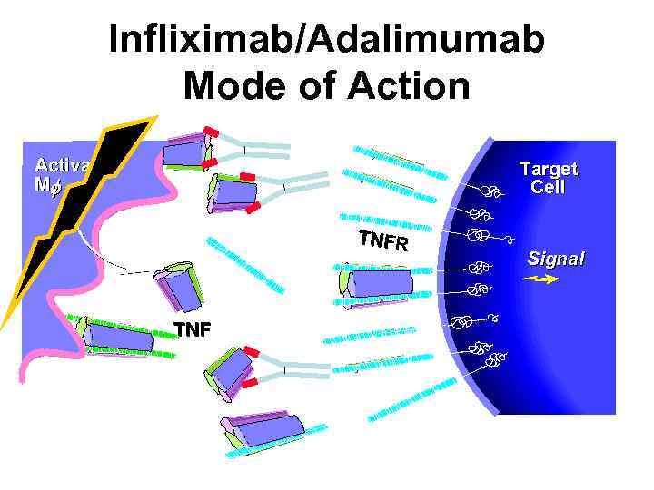 Infliximab/Adalimumab Mode of Action Activated Mf Target Cell TNFR TNF Signal 