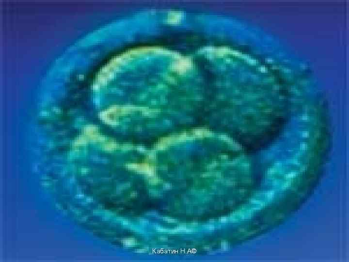 Кабатин Н. А© 