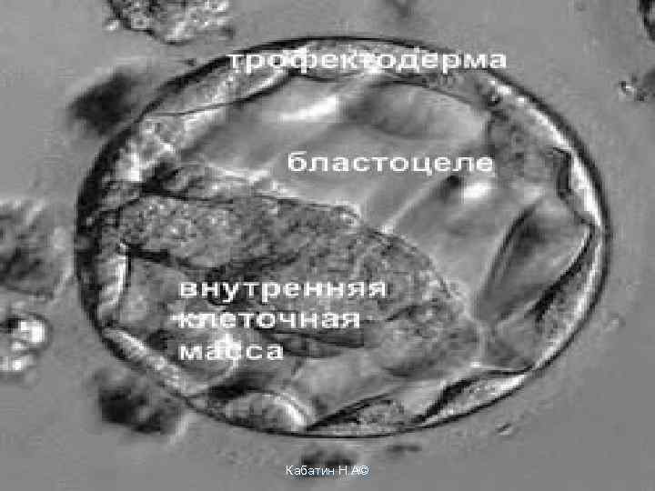 Кабатин Н. А© 