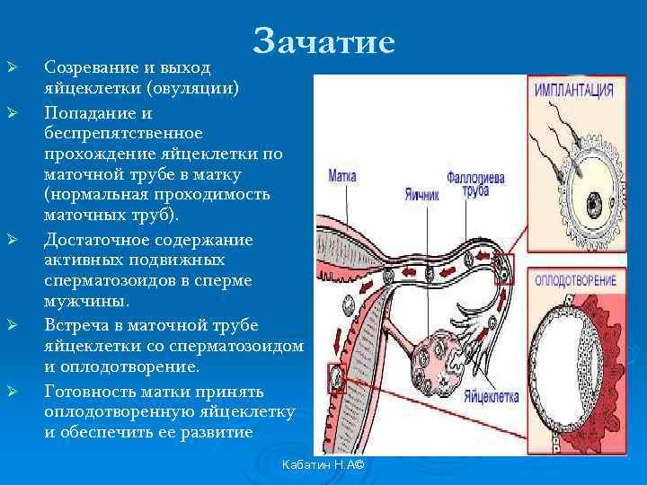 Созревание яйцеклетки. Движение яйцеклетки после овуляции. Созревание яйцеклетки и оплодотворение. Процесс выхода созревшей яйцеклетки.